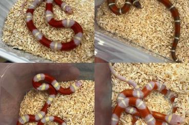 Nattern ungiftige kaufen und verkaufen Foto: Lampropeltis triangulum nelsoni VERONA Nattern ungiftige kaufen und verkaufen Foto: Lampropeltis triangulum nelsoni VERONA