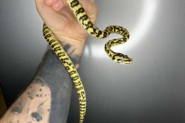 Pythons kaufen und verkaufen Photo: Morelia spilota ssp. Pythons kaufen und verkaufen Photo: Morelia spilota ssp.