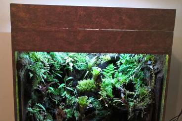 Enclosures kaufen und verkaufen Photo: schönes Regenwald Terrarium