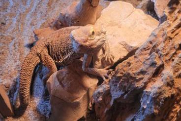 Bearded dragons kaufen und verkaufen Photo: Bartagamenpaar zuverschenken