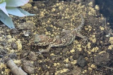 Geckos kaufen und verkaufen Foto: 2.2 Paroedura picta cb23 - Madagaskar Großkopfgecko