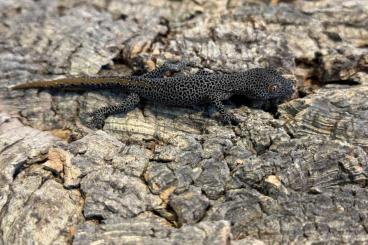 Geckos kaufen und verkaufen Photo: 1.0 Strophurus taenicauda