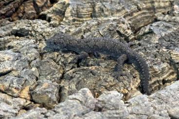 Geckos kaufen und verkaufen Photo: Strophurus williamsi ENZ 2024