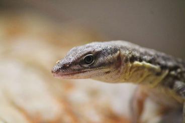 Warane kaufen und verkaufen Foto: 0,0,2 Varanus acanthurus 