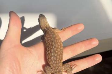 Warane kaufen und verkaufen Foto: 0.0.2 Varanus acanthurus 2022