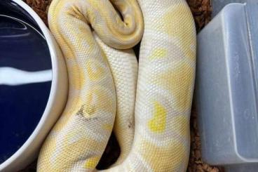 Pythons kaufen und verkaufen Foto: 0.1 Python lavender Us Hamm