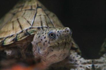 Schildkröten  kaufen und verkaufen Foto: Emydura subglobosa, Sthernotherus carinatus for hamm 