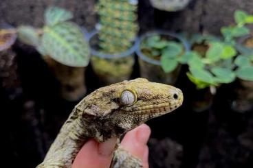 Lizards kaufen und verkaufen Photo: Varanus acanthurus, rhacodactylus leachianus, cilliatus pour jambon