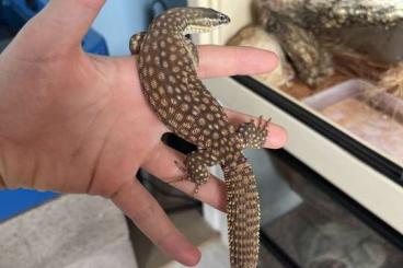 Echsen  kaufen und verkaufen Foto: Varanus acanthurus, correlophus cilliatus for hamm