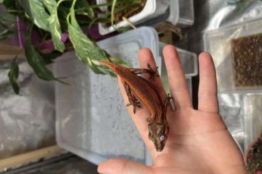 Geckos kaufen und verkaufen Foto: 0.1.7 Rhacodactylus auriculatus red stripe US 