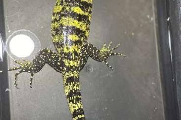 Echsen  kaufen und verkaufen Foto: Varanus Cumingi 1.0 cb2023