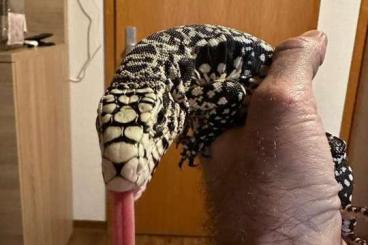 Echsen  kaufen und verkaufen Foto: 0.1 high white Tegu  ( Salvator merianae )