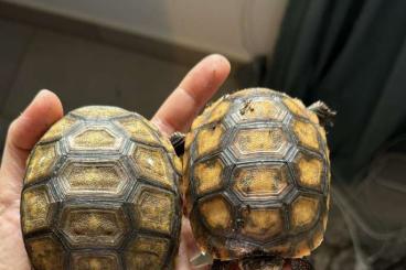 Tortoises kaufen und verkaufen Photo: Chelonoidis denticulatus ( Peruvian Forest Turtle )