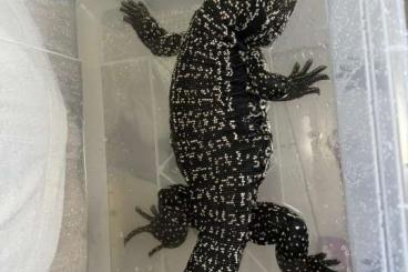 Lizards kaufen und verkaufen Photo: 1.0 tame Tegu Male proven breeder ( Salvator merianae) 