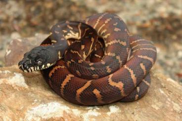 Pythons kaufen und verkaufen Photo: Morelia boeleni cb2024 for order