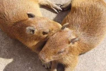 Exotische Säuger kaufen und verkaufen Foto: 2.2 Capybaras zu verkaufen