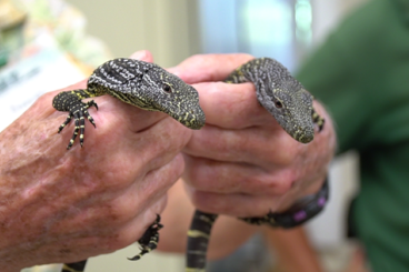 Warane kaufen und verkaufen Foto: Varanus Salvadorii Hatchlings for pre-order