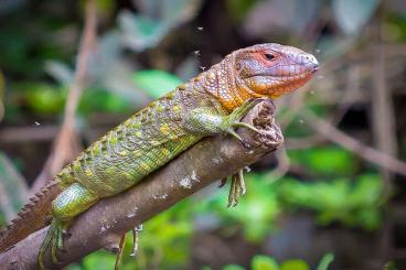 Echsen  kaufen und verkaufen Foto: Looking for Dracaena guianensis - Caiman Lizard hatchling