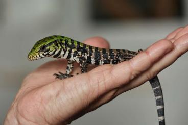 Echsen  kaufen und verkaufen Foto: Looking for Salvator merianae - Tegu hatchlings 