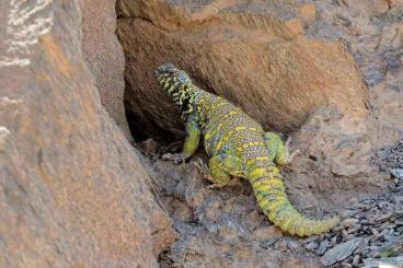 Agama kaufen und verkaufen Photo: Looking for 1.1. Uromastyx Ornata