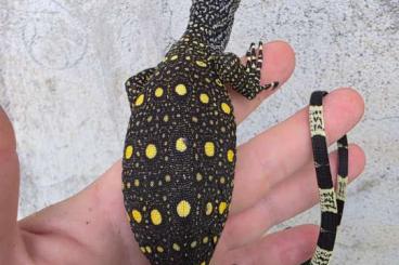 Monitor lizards kaufen und verkaufen Photo: Varanus Salvadorii Hatchlings