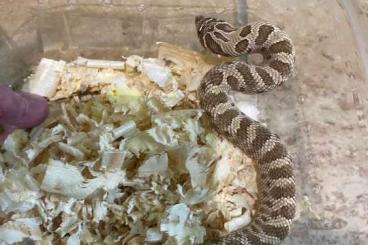 Colubrids kaufen und verkaufen Photo: Heterodon nasicus/Hognose snake Colubrids kaufen und verkaufen Photo: Heterodon nasicus/Hognose snake