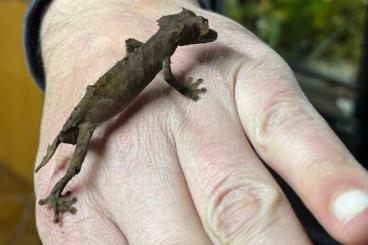 Geckos kaufen und verkaufen Foto: uroplatus ebenaui available