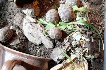 Landschildkröten kaufen und verkaufen Foto: Griechische Landschildkröten Nachzuchten (THB)
