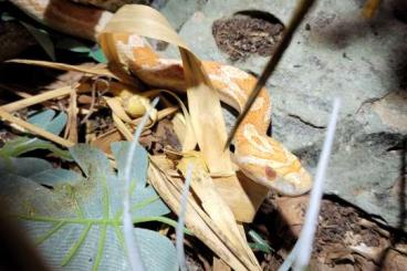 Nattern ungiftige  kaufen und verkaufen Foto: Pantherophis guttatus (kornnatter)