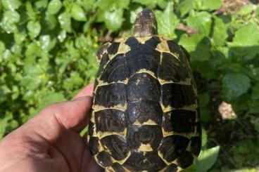 Landschildkröten kaufen und verkaufen Foto:  Hermanni Hermanni areale Etna, adulte riproduttive.