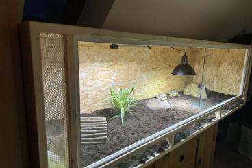 Schildkröten kaufen und verkaufen Photo: Pantherschildkröten mit Terrarium und Zubehör abzugeben Schildkröten kaufen und verkaufen Photo: Pantherschildkröten mit Terrarium und Zubehör abzugeben