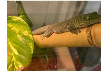 Geckos kaufen und verkaufen Photo: Phelsuma Standingii Taggecko Nachwuchs