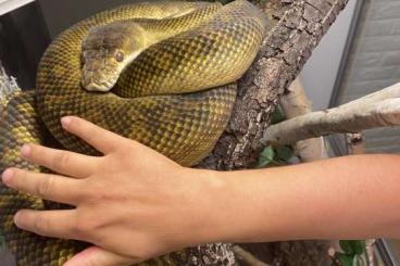 Pythons kaufen und verkaufen Foto: Simalia clastolepis 1.1 Zuchtpaar