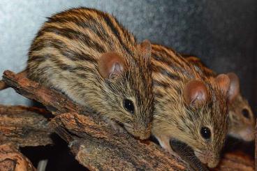 Exotic mammals kaufen und verkaufen Photo: Suche diverse Exotische Mäuse 