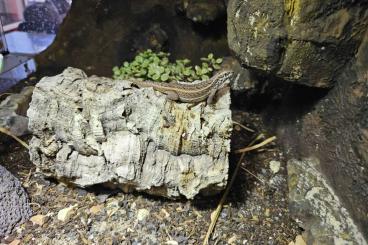 other lizards kaufen und verkaufen Photo: Buntes Maskenleguan-Weibchen in liebevolle Hände abzugeben other lizards kaufen und verkaufen Photo: Buntes Maskenleguan-Weibchen in liebevolle Hände abzugeben