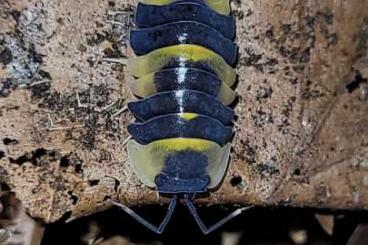 other Arthropoda kaufen und verkaufen Photo: Merulanella sp "yellow phoenix" Assel Asseln isopod isopoda 