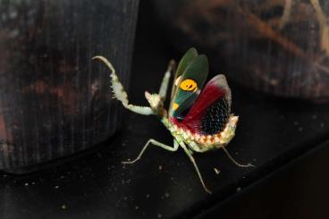 Insects kaufen und verkaufen Photo: Creobroter gemmatus ootheca, L2/3, l4/5 pairs, adult male