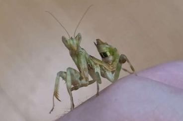 Insekten kaufen und verkaufen Foto: Creobroter sp "yunnan" L2/3 Blütenmantide Mantis Mantide