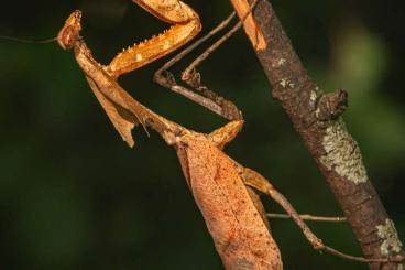 Insects kaufen und verkaufen Photo: Deroplatys desiccata mantis mantide gottesanbeterin toteblattmantis