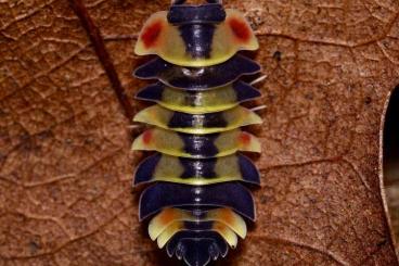 Krebstiere terrestrisch  kaufen und verkaufen Foto: Merulanella sp "pastel" , "scarlet" Isopod Isopoda Assel Asseln 