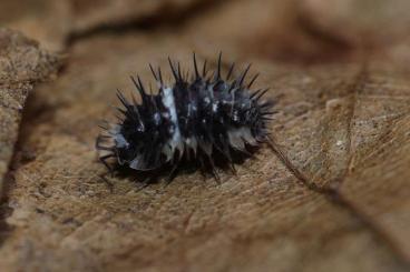 Krebstiere terrestrisch  kaufen und verkaufen Foto: Laureola panda, white stripe, white skull, ivory spiky isopoda 