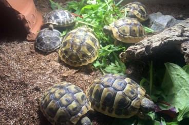 Tortoises kaufen und verkaufen Photo: Griechische Landschildkröten (THB) Nachzuchten 2021