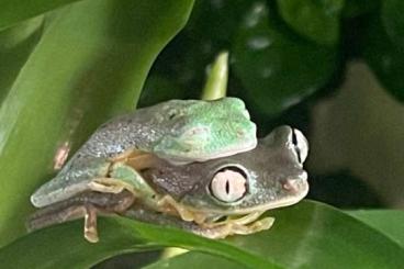 frogs kaufen und verkaufen Photo: Agalychnis [Hylomantis] lemur