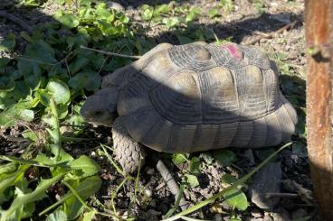 Landschildkröten kaufen und verkaufen Foto: Biete 3 männliche Breitrandschildkröten