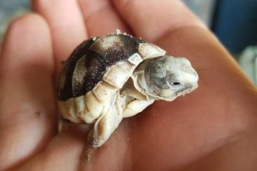 Tortoises kaufen und verkaufen Photo: Breitrandschildkröten Landschildkröten