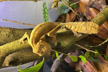 Geckos kaufen und verkaufen Foto: 2.0 Uroplatus Henkeli (Henkels Blattschwanzgecko)