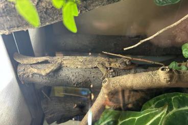 Geckos kaufen und verkaufen Photo: 1.0 Uroplatus Henkeli (Blattschwanzgecko) Geckos kaufen und verkaufen Photo: 1.0 Uroplatus Henkeli (Blattschwanzgecko)