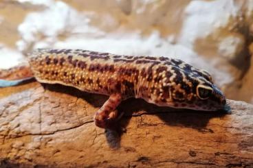 Geckos kaufen und verkaufen Photo: 3 Leopardengeckos inkl. Terrarium 