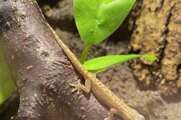 Geckos kaufen und verkaufen Photo: Jungferngecko - Lepidodactylus lugubris