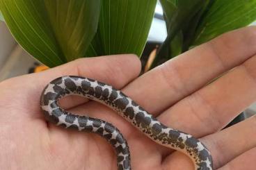 Boas kaufen und verkaufen Foto: Eryx colubrinus loveridgei